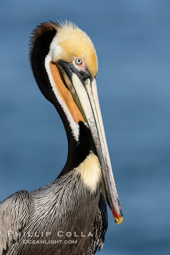 California brown pelican breeding plumage portrait, with brown hind neck, yellow head but with a yellow-orange throat instead of red, Pelecanus occidentalis californicus, Pelecanus occidentalis, La Jolla