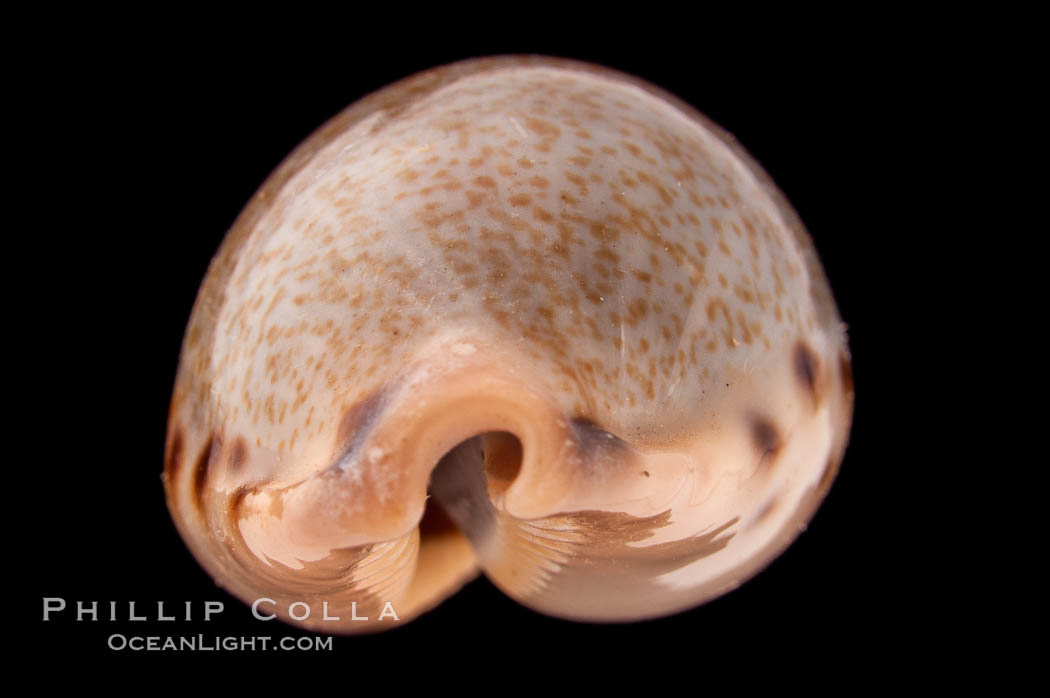 Yellow-toothed Cowrie., Cypraea xanthodon, natural history stock photograph, photo id 08400