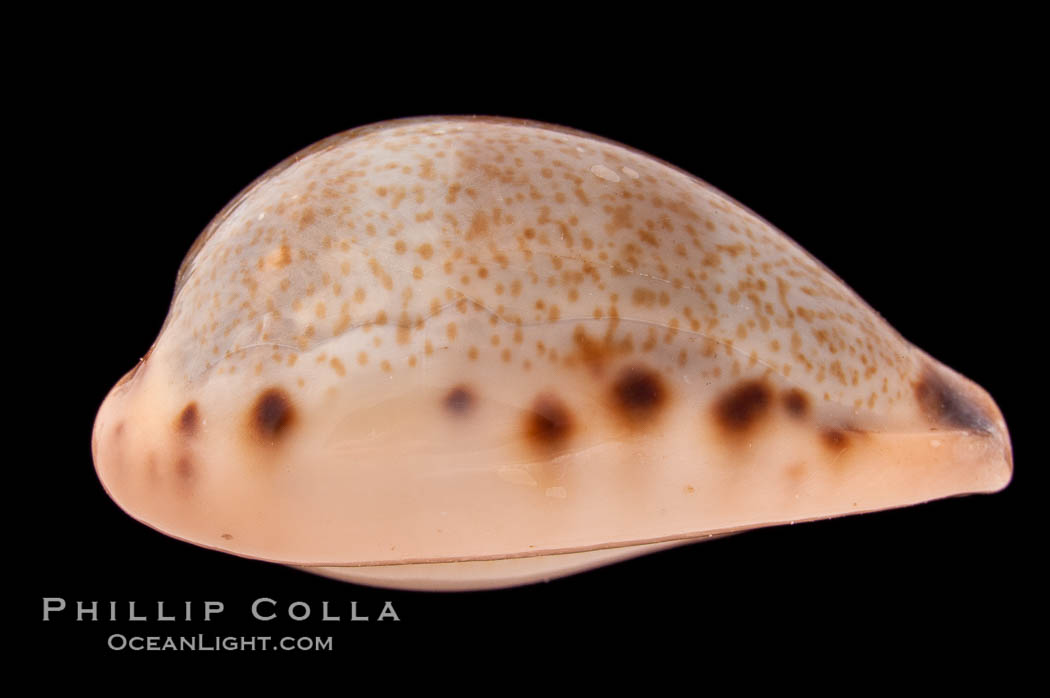 Yellow-toothed Cowrie., Cypraea xanthodon, natural history stock photograph, photo id 08399