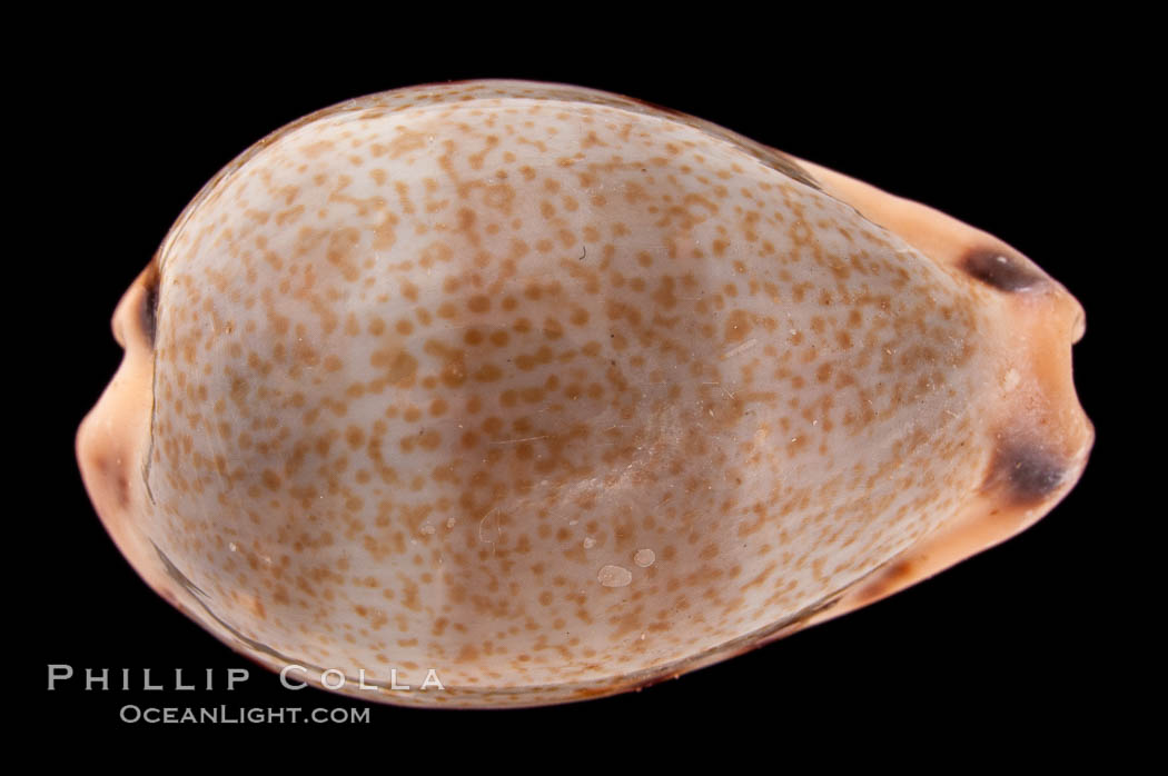 Yellow-toothed Cowrie., Cypraea xanthodon, natural history stock photograph, photo id 08397