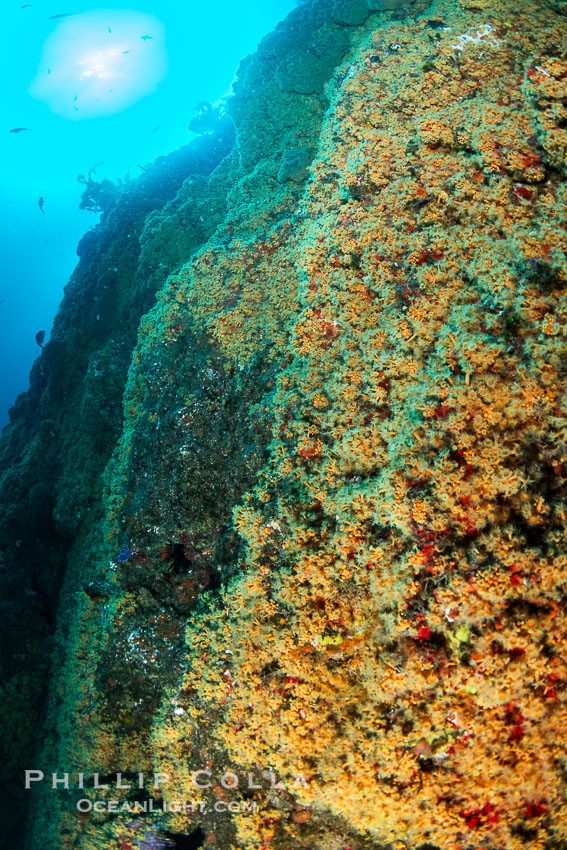 The rare yellow zoanthid anemone Epizoanthus giveni, in large aggregations on the Yellow Wall at Farnsworth Banks, Catalina Island. California, USA, natural history stock photograph, photo id 39531