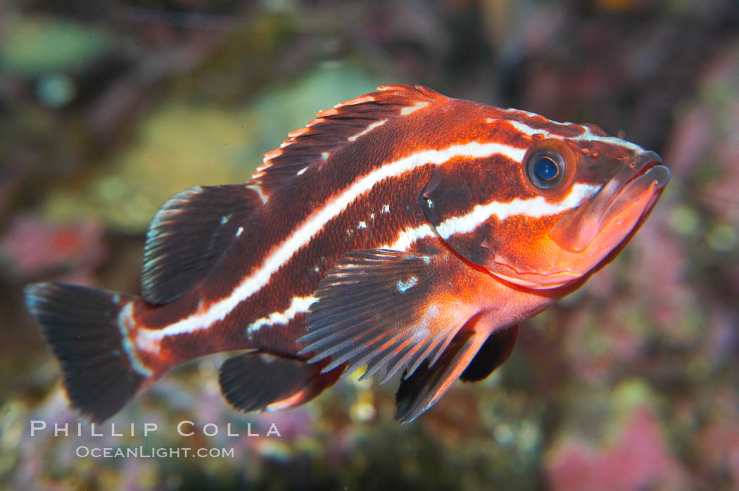 Yelloweye rockfish, juvenile.  The juvenile yelloweye rockfish is black and white and only slowly becomes bright orange after migrating to deep water and maturing., Sebastes ruberrimus, natural history stock photograph, photo id 13699