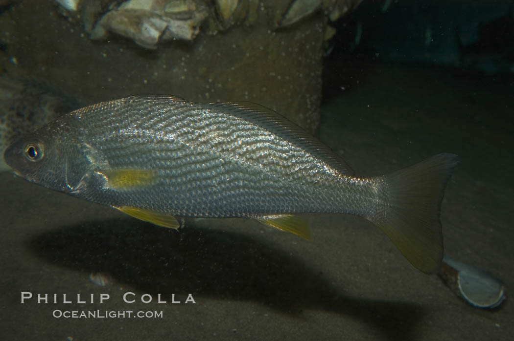 Yellowfin croaker., Umbrina roncador, natural history stock photograph, photo id 07871