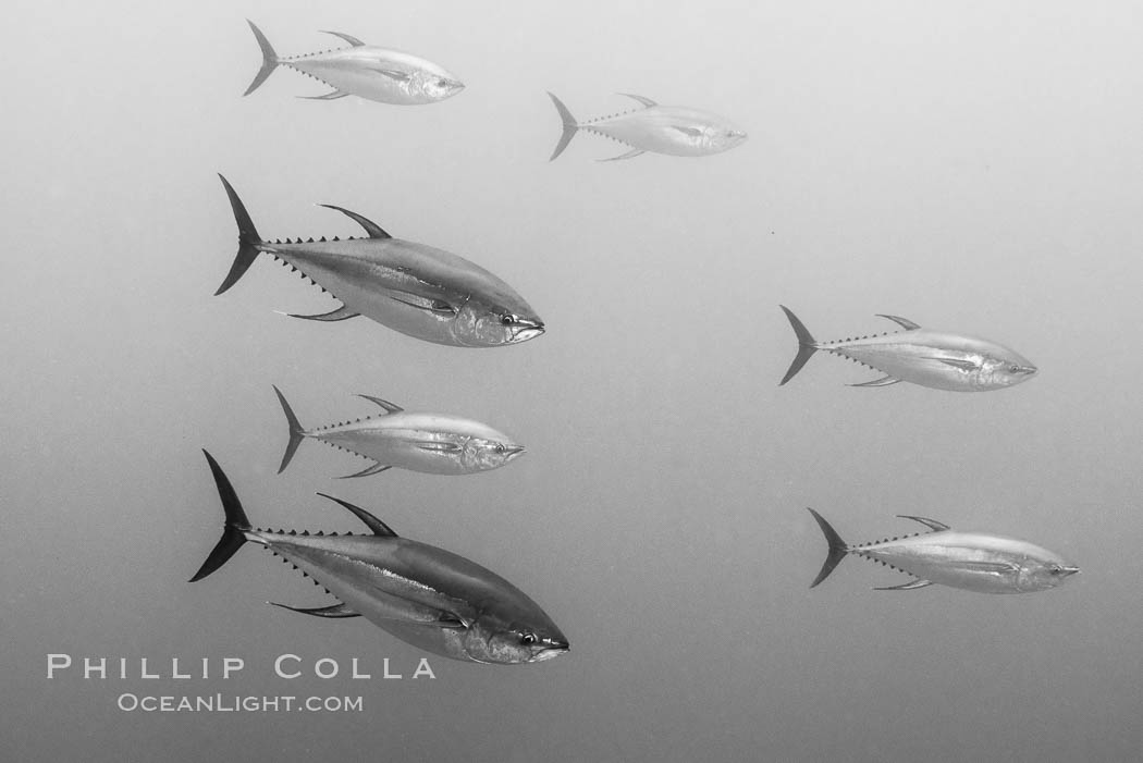 Yellowfin tuna at the Boiler, San Benedicto Island, Revillagigedos, Mexico. San Benedicto Island (Islas Revillagigedos), Baja California, natural history stock photograph, photo id 33352