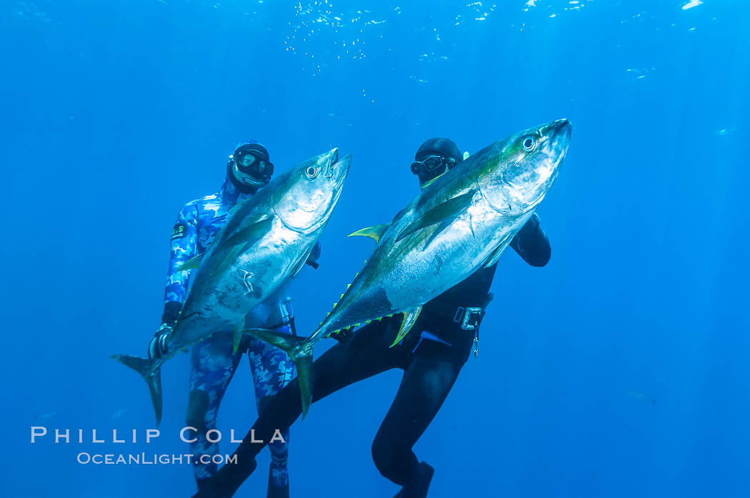 Joe Tobin (left) and James Tate (right) with yellowfin tuna (approx 60 pounds each), taken by breathold diving with band-power spearguns near Abalone Point.  Guadalupe Island, like other Eastern Pacific islands, is a fine place in the world to spear large yellowfin tuna.  July 2004. Guadalupe Island (Isla Guadalupe), Baja California, Mexico, Thunnus albacares, natural history stock photograph, photo id 09602