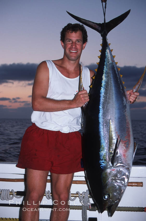 Yellowfin tuna, Roca Partida., natural history stock photograph, photo id 03466