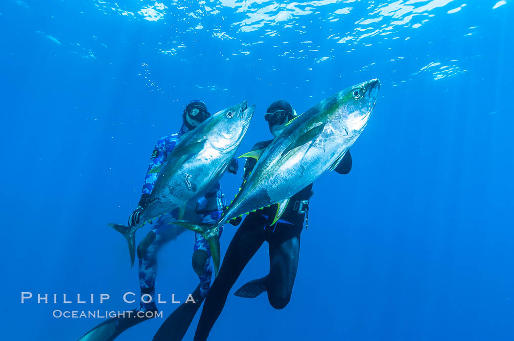 Joe Tobin (left) and James Tate (right) with yellowfin tuna (approx 60 pounds each), taken by breathold diving with band-power spearguns near Abalone Point.  Guadalupe Island, like other Eastern Pacific islands, is one of the finest place in the world to spear large yellowfin tuna.  July 2004. Guadalupe Island (Isla Guadalupe), Baja California, Mexico, Thunnus albacares, natural history stock photograph, photo id 09594