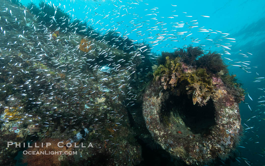 Yellowhead Hulafish, Trachinops noarlungae, schooling on the wreck of the Portland Maru, Kangaroo Island, South Australia. The Portland Maru was a 117-meter Japanese cargo ship which struck a submerged object and was beached near Cape Borda, Kangaroo Island, on March 19, 1935. Wreck of the Portland Maru, Trachinops noarlungae, natural history stock photograph, photo id 39232