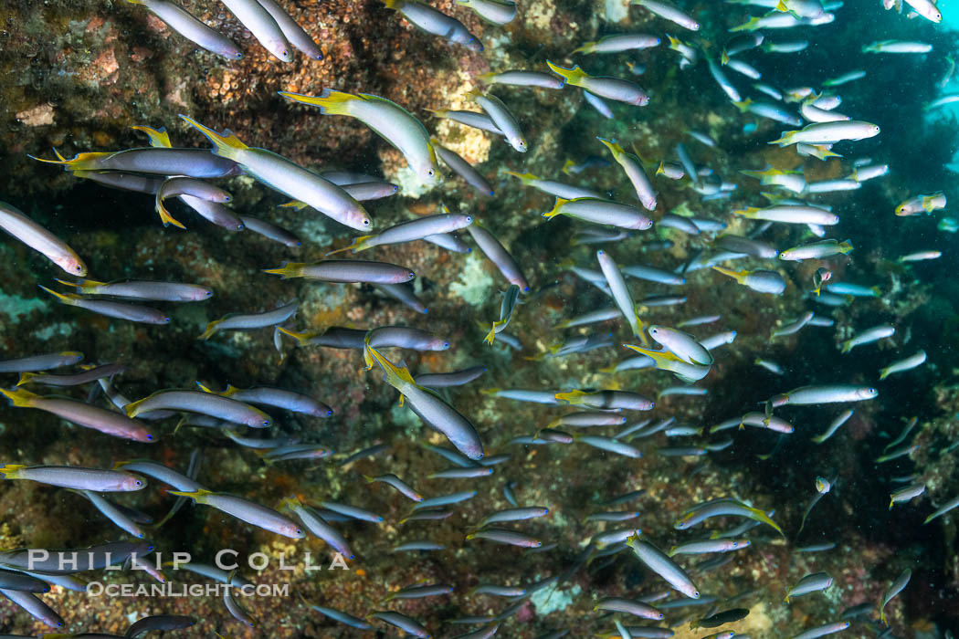 Yellowhead Hulafish, Trachinops noarlungae, schooling on the wreck of the Portland Maru, Kangaroo Island, South Australia. Wreck of the Portland Maru, Trachinops noarlungae, natural history stock photograph, photo id 39283