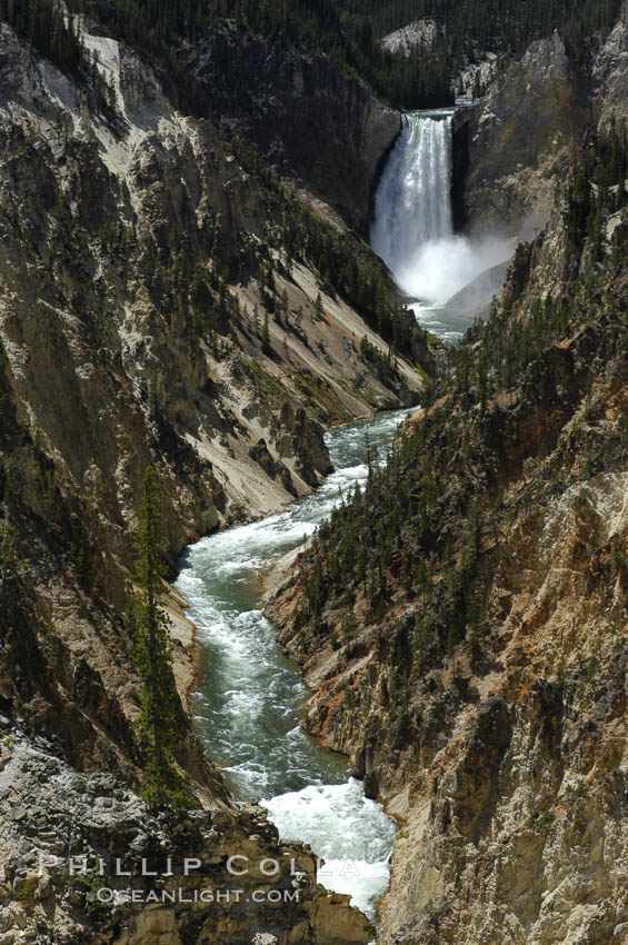 Lower Yellowstone Falls and the Yellowstone River flow through the Grand Canyon of the Yellowstone, viewed from Artist Point late morning. Yellowstone National Park, Wyoming, USA, natural history stock photograph, photo id 07372