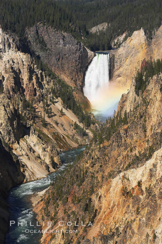 A rainbow appears in the mist of the Lower Falls of the Yellowstone River.  At 308 feet, the Lower Falls of the Yellowstone River is the tallest fall in the park.  This view is from the famous and popular Artist Point on the south side of the Grand Canyon of the Yellowstone.  When conditions are perfect in midsummer, a morning rainbow briefly appears in the falls. Yellowstone National Park, Wyoming, USA, natural history stock photograph, photo id 13328