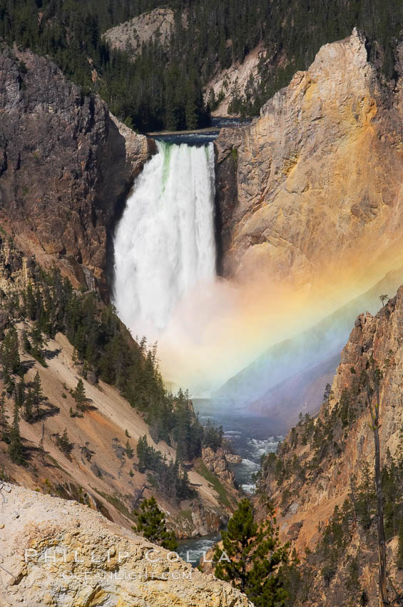 A rainbow appears in the mist of the Lower Falls of the Yellowstone River.  At 308 feet, the Lower Falls of the Yellowstone River is the tallest fall in the park.  This view is from the famous and popular Artist Point on the south side of the Grand Canyon of the Yellowstone.  When conditions are perfect in midsummer, a morning rainbow briefly appears in the falls. Yellowstone National Park, Wyoming, USA, natural history stock photograph, photo id 13337