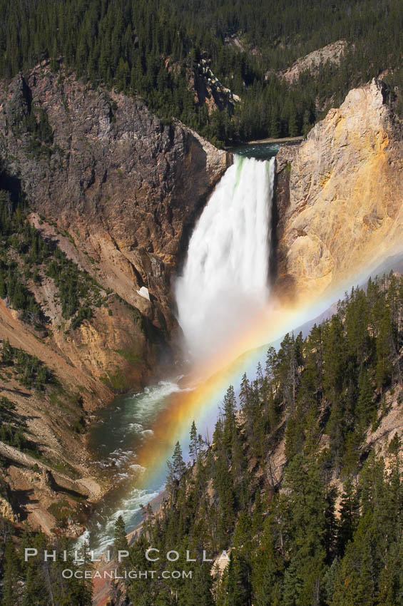 A rainbow appears in the mist of the Lower Falls of the Yellowstone River.  At 308 feet, the Lower Falls of the Yellowstone River is the tallest fall in the park.  This view is from Lookout Point on the North side of the Grand Canyon of the Yellowstone.  When conditions are perfect in midsummer, a midmorning rainbow briefly appears in the falls. Yellowstone National Park, Wyoming, USA, natural history stock photograph, photo id 13323