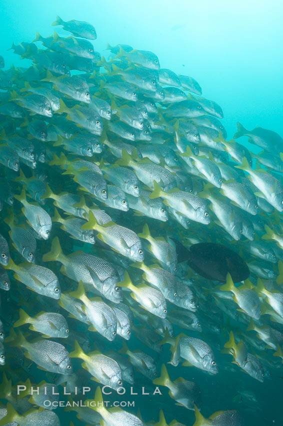 Yellowtail grunt, aka burrito grunt. North Seymour Island, Galapagos Islands, Ecuador, Anisotremus interruptus, natural history stock photograph, photo id 16373