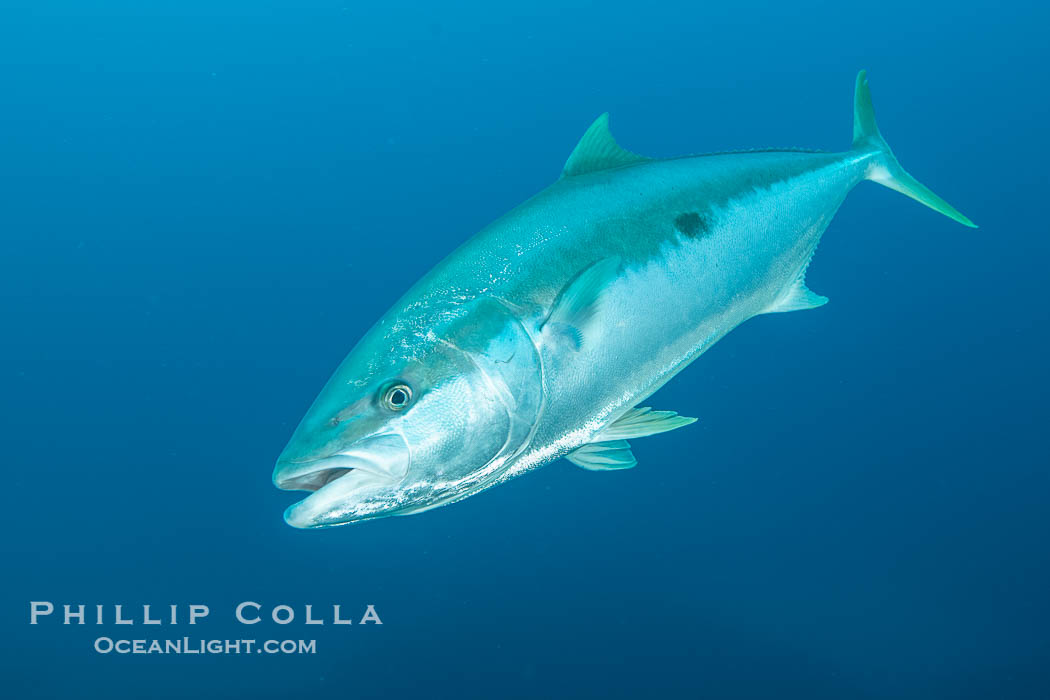 Yellowtail Kingfish at the South Neptune Islands. South Australia, Seriola lalandi, natural history stock photograph, photo id 39202