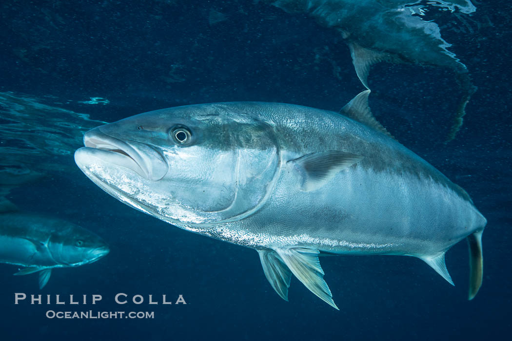 Yellowtail Kingfish at the South Neptune Islands. South Australia, Seriola lalandi, natural history stock photograph, photo id 39206