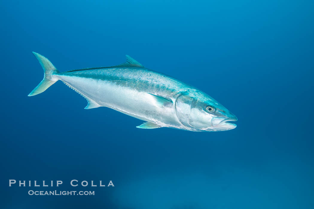 Yellowtail Kingfish at the South Neptune Islands. South Australia, Seriola lalandi, natural history stock photograph, photo id 39200