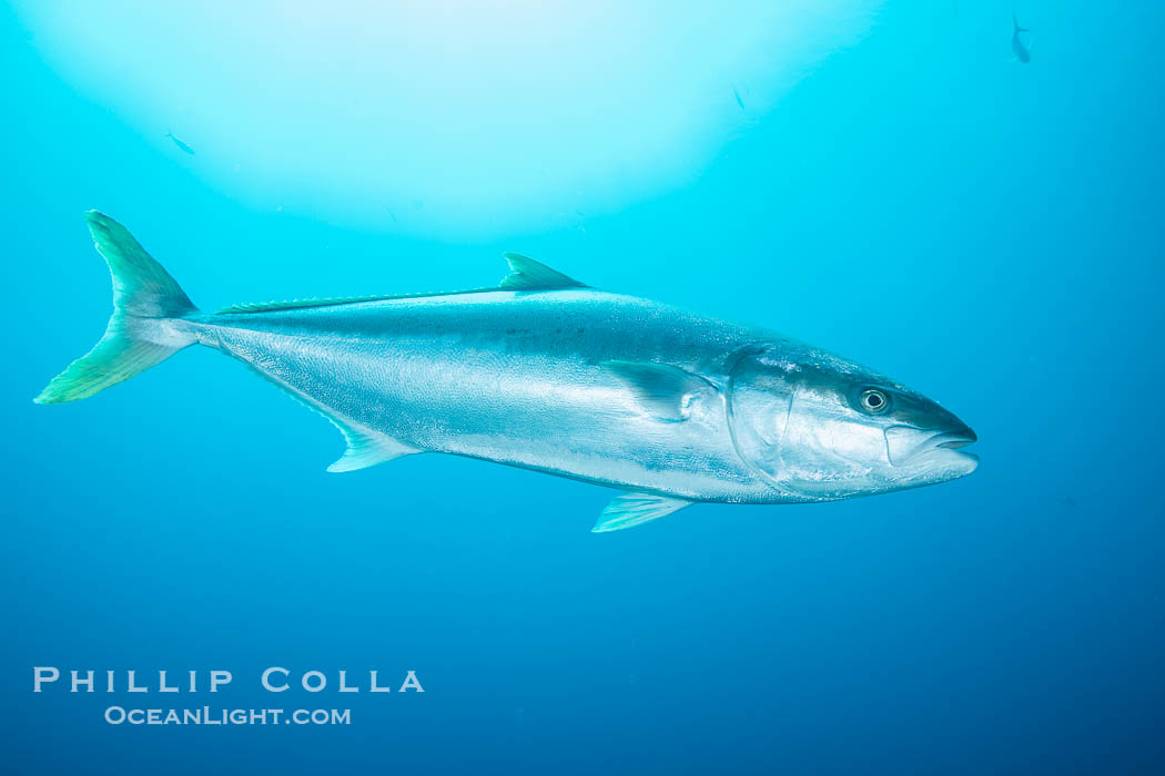 Yellowtail Kingfish at the South Neptune Islands. South Australia, Seriola lalandi, natural history stock photograph, photo id 39204