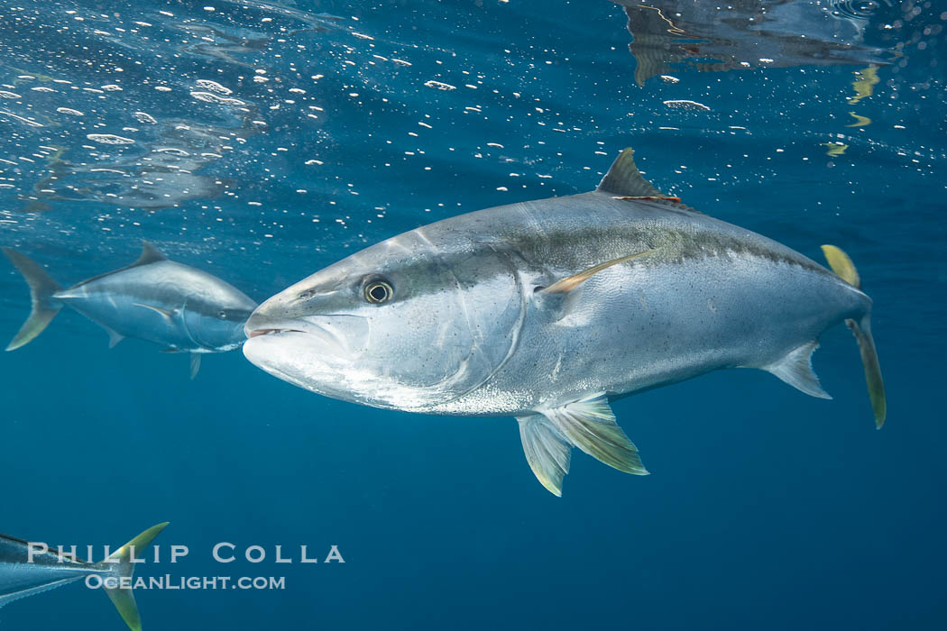 Yellowtail Kingfish at the South Neptune Islands. South Australia, Seriola lalandi, natural history stock photograph, photo id 39208