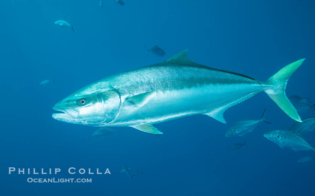 Yellowtail Kingfish at the South Neptune Islands. South Australia, Seriola lalandi, natural history stock photograph, photo id 39199