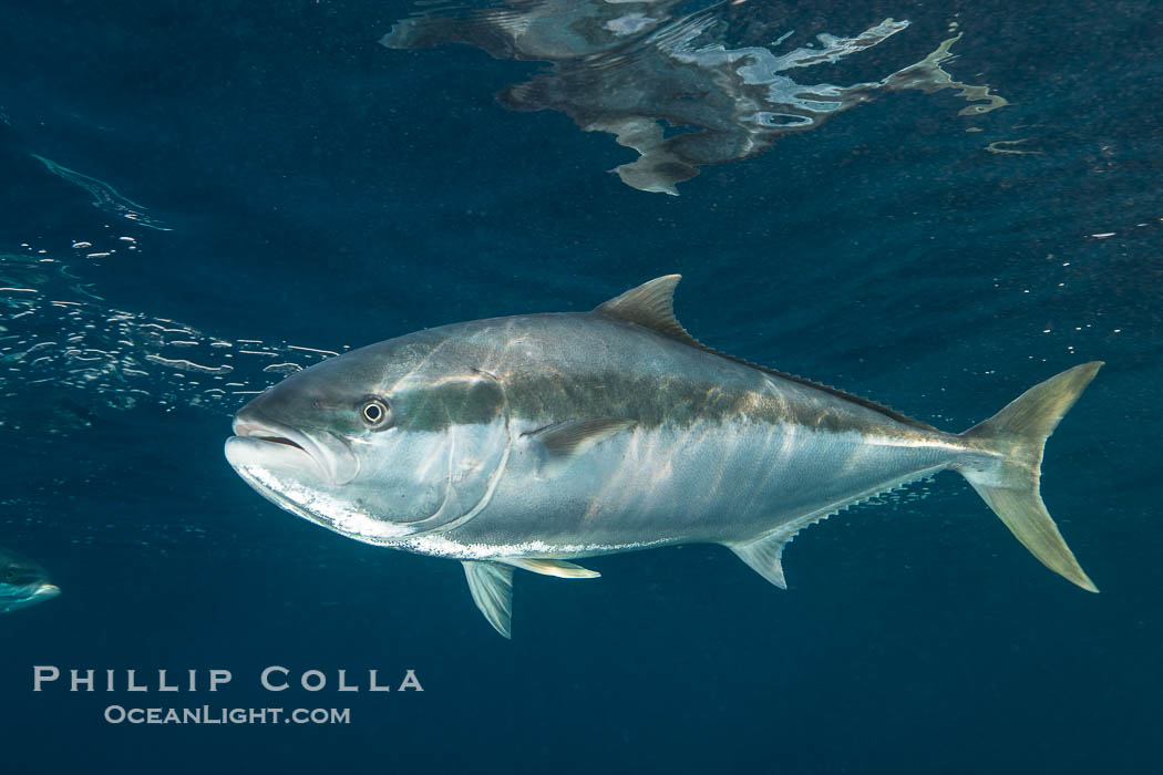 Yellowtail Kingfish at the South Neptune Islands. South Australia, Seriola lalandi, natural history stock photograph, photo id 39203