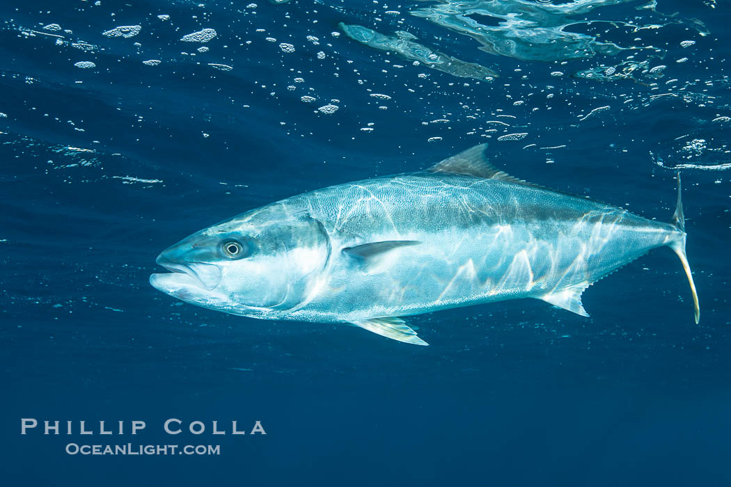 Yellowtail Kingfish at the South Neptune Islands. South Australia, Seriola lalandi, natural history stock photograph, photo id 39207