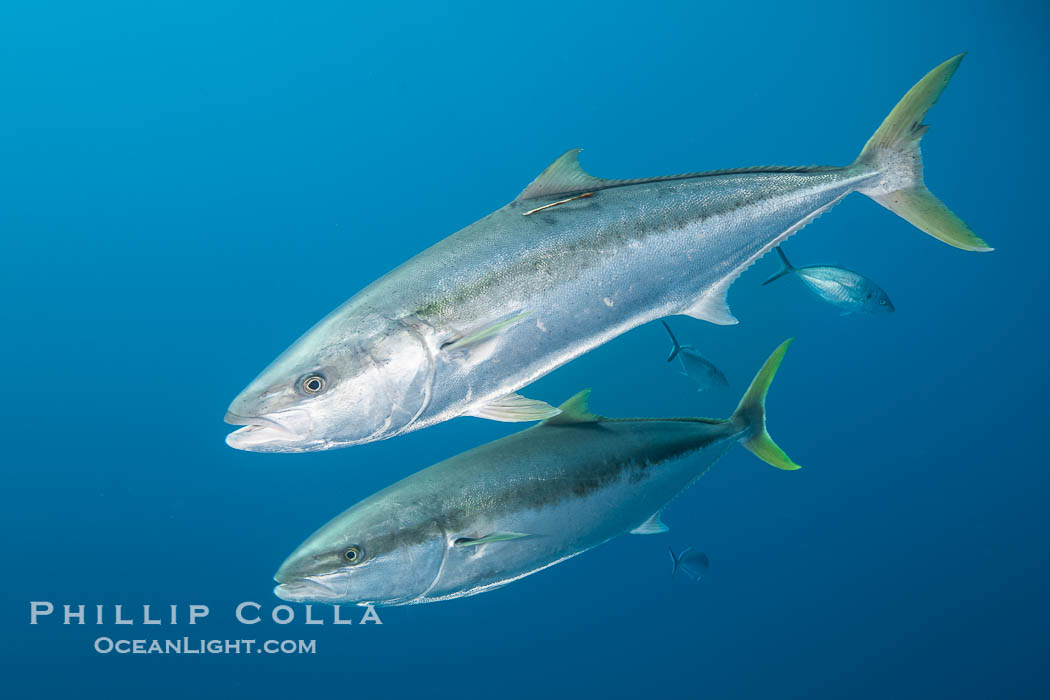 Yellowtail Kingfish at the South Neptune Islands. South Australia, Seriola lalandi, natural history stock photograph, photo id 39201