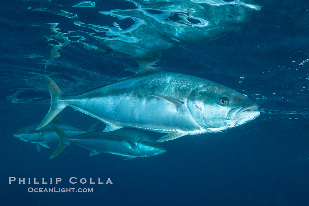 Yellowtail Kingfish at the South Neptune Islands. South Australia, Seriola lalandi, natural history stock photograph, photo id 39205