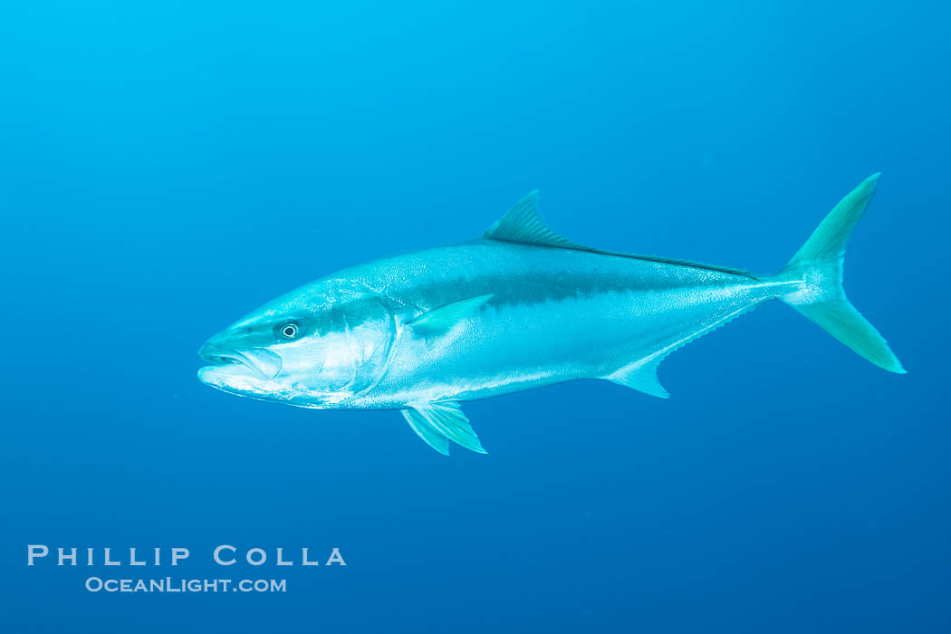 Yellowtail Kingfish at the South Neptune Islands. South Australia, Seriola lalandi, natural history stock photograph, photo id 39209