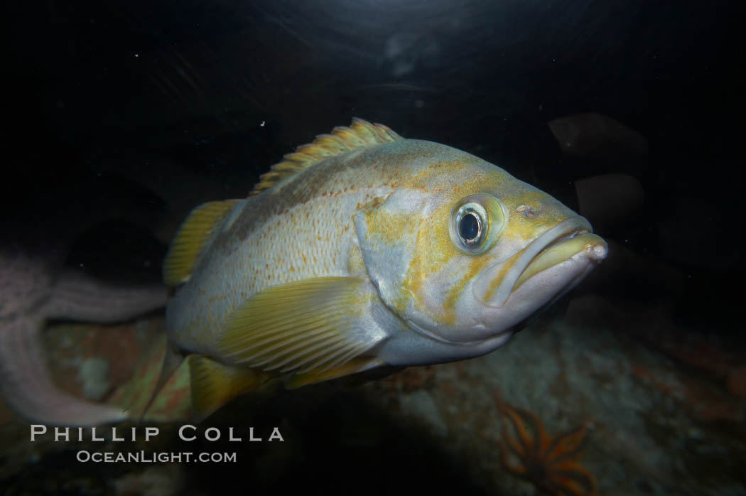 Yellowtail rockfish., Sebastes flavidus, natural history stock photograph, photo id 11880