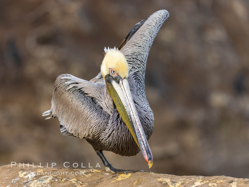 Yoga Pelican performing Warrior Three Pose Virabhadrasana. La Jolla, California, USA, Pelecanus occidentalis, Pelecanus occidentalis californicus, natural history stock photograph, photo id 37690