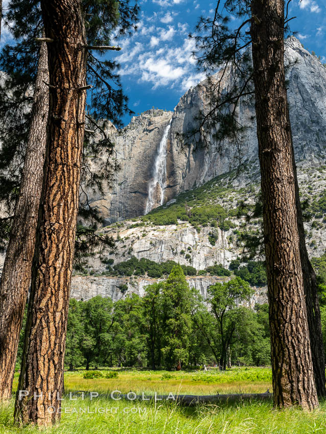 Yosemite Falls framed by Pine Trees, Cook's Meadow, Yosemite National Park