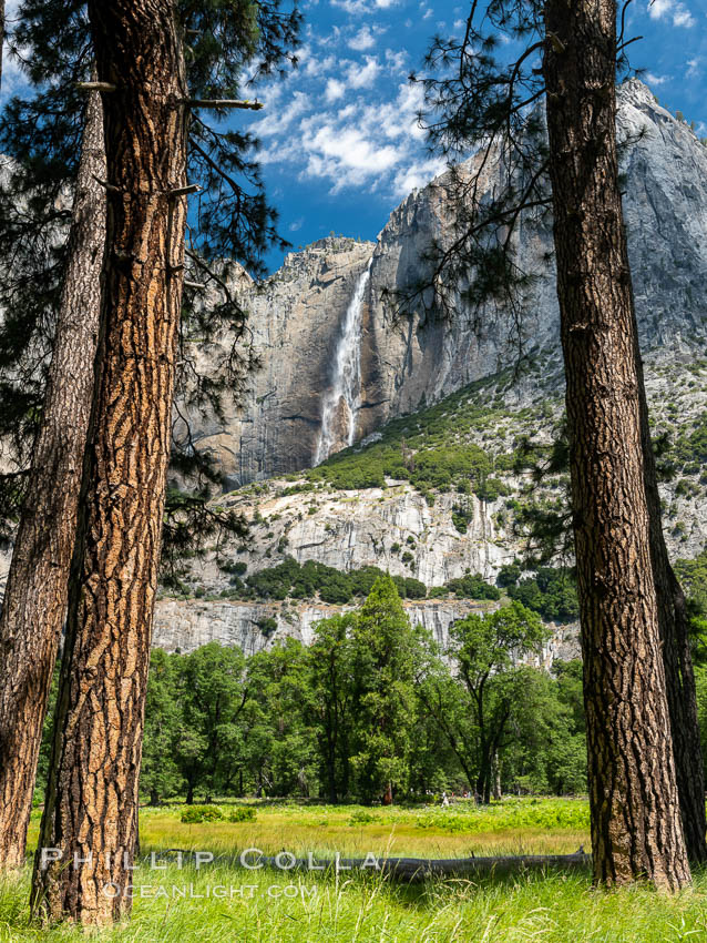 Yosemite Falls framed by Pine Trees, Cook's Meadow, Yosemite National Park Yosemite Falls framed by Pine Trees, Cook's Meadow, Yosemite National Park