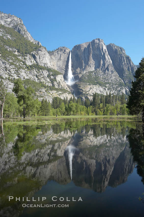 Yosemite Falls is reflected in a springtime pool in flooded Cooks Meadow, Yosemite Valley. Yosemite National Park, California, USA, natural history stock photograph, photo id 16158