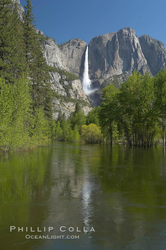 Yosemite Falls rises above the Merced River, viewed from the Swinging Bridge.  The 2425 falls is the tallest in North America.  Yosemite Valley. Yosemite National Park, California, USA, natural history stock photograph, photo id 16146