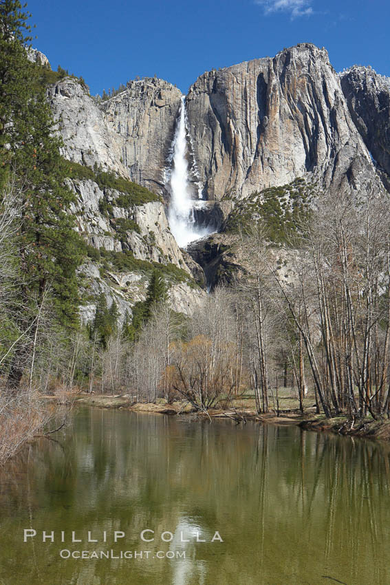 Yosemite Falls rises above the Merced River, viewed from Swinging Bridge. Yosemite National Park, California, USA, natural history stock photograph, photo id 22766