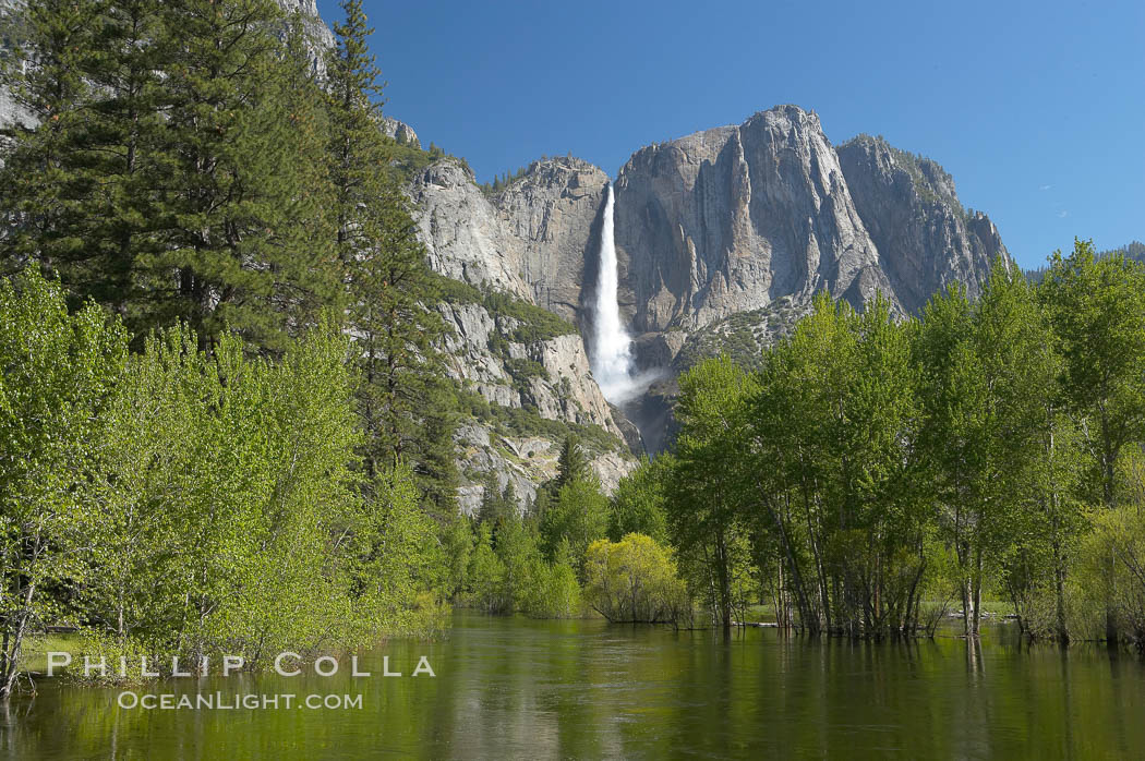Yosemite Falls rises above the Merced River, viewed from the Swinging Bridge.  The 2425 falls is the tallest in North America.  Yosemite Valley. Yosemite National Park, California, USA, natural history stock photograph, photo id 16144