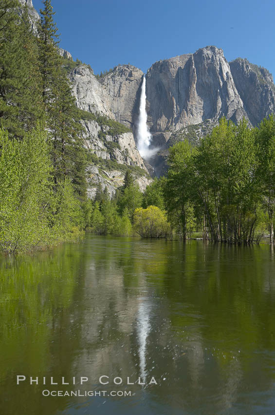 Yosemite Falls rises above the Merced River, viewed from the Swinging Bridge.  The 2425 falls is the tallest in North America.  Yosemite Valley. Yosemite National Park, California, USA, natural history stock photograph, photo id 16145