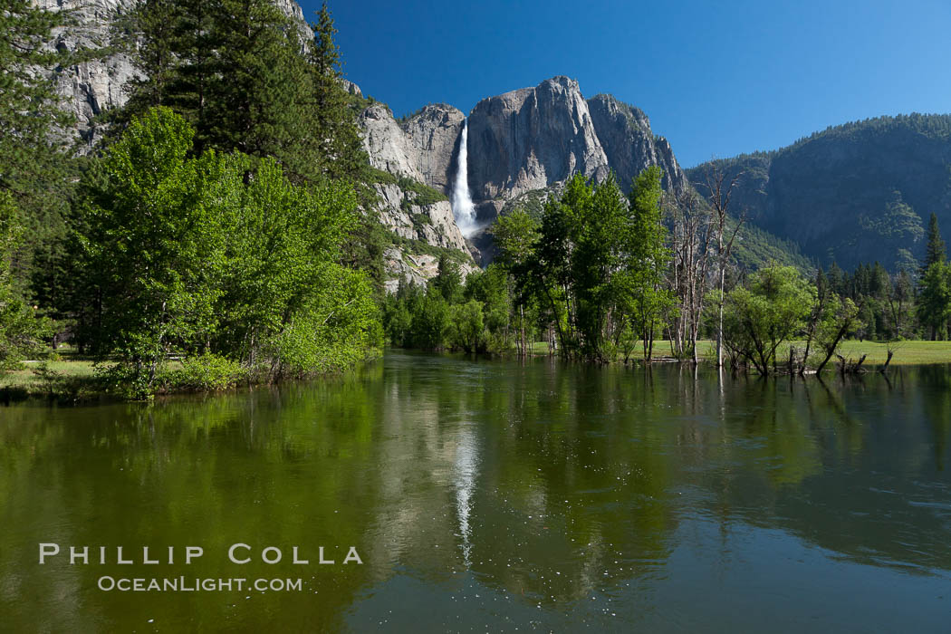Yosemite Falls reflected in the Merced River, from Swinging Bridge.  The Merced  River is flooded with heavy springtime flow as winter snow melts in the high country above Yosemite Valley. Yosemite National Park, California, USA, natural history stock photograph, photo id 26894