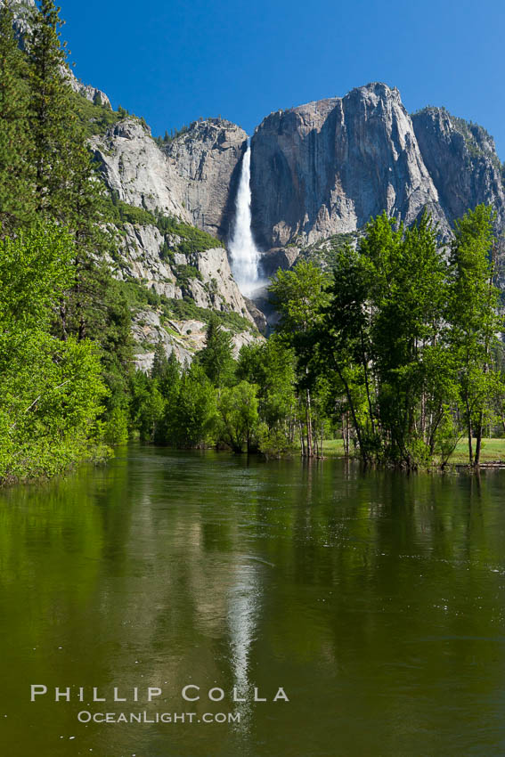 Yosemite Falls reflected in the Merced River, from Swinging Bridge.  The Merced  River is flooded with heavy springtime flow as winter snow melts in the high country above Yosemite Valley. Yosemite National Park, California, USA, natural history stock photograph, photo id 26889