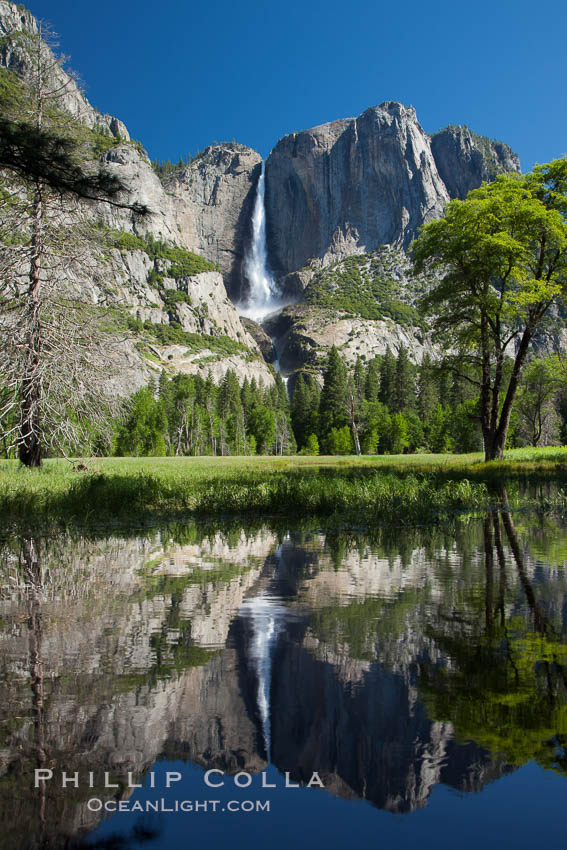 Yosemite Falls reflected in the Merced River, from Swinging Bridge.  The Merced  River is flooded with heavy springtime flow as winter snow melts in the high country above Yosemite Valley., natural history stock photograph, photo id 26901