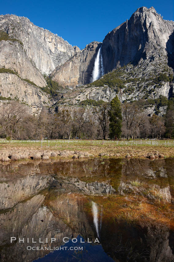 Yosemite Falls reflected in springtime pond, Cook's Meadow. Yosemite National Park, California, USA, natural history stock photograph, photo id 22748