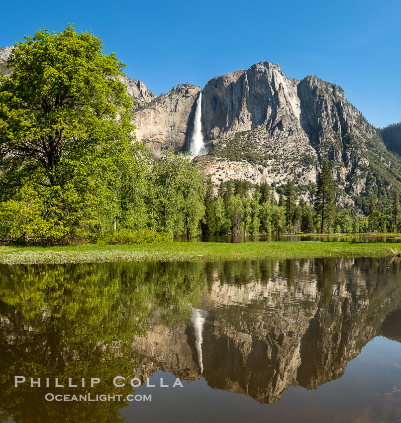 Yosemite Falls reflected in Flooded Sentinel Meadow, when the Merced River floods Yosemite Valley following a winter of historic snowfall in the Sierra Nevada, Yosemite National Park, May 2023. California, USA, natural history stock photograph, photo id 39380