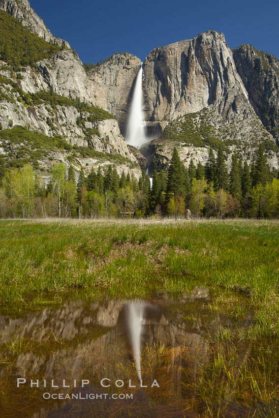 Yosemite Falls reflected in a meadow pool, spring. Yosemite National Park, California, USA, natural history stock photograph, photo id 27745