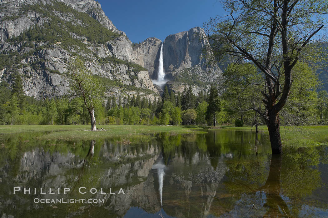 Yosemite Falls is reflected in a springtime pool in flooded Cooks Meadow, Yosemite Valley. Yosemite National Park, California, USA, natural history stock photograph, photo id 16150