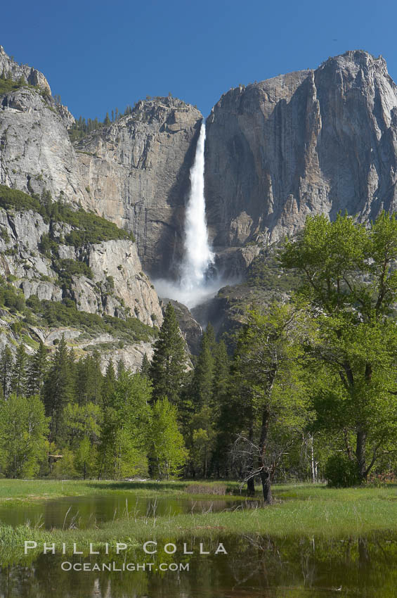 Yosemite Falls rises above Cooks Meadow.  The 2425 falls, the tallest in North America, is at peak flow during a warm-weather springtime melt of Sierra snowpack.  Yosemite Valley. Yosemite National Park, California, USA, natural history stock photograph, photo id 16151
