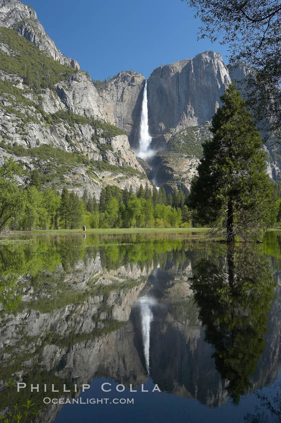 Yosemite Falls is reflected in a springtime pool in flooded Cooks Meadow, Yosemite Valley. Yosemite National Park, California, USA, natural history stock photograph, photo id 16155