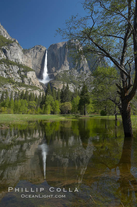Yosemite Falls is reflected in a springtime pool in flooded Cooks Meadow, Yosemite Valley. Yosemite National Park, California, USA, natural history stock photograph, photo id 16149