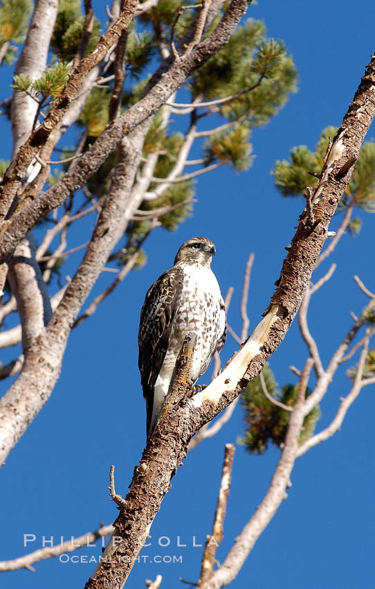Unidentified raptor bird perched in a pine tree, High Sierra near Tioga Pass. Yosemite National Park, California, USA, natural history stock photograph, photo id 09984