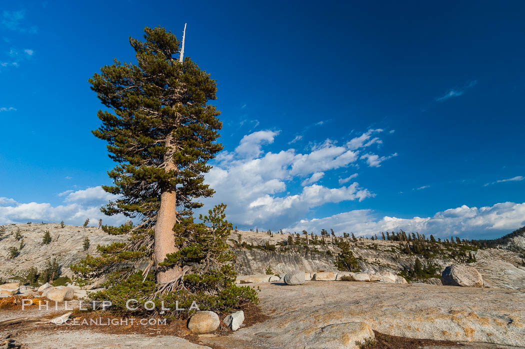 Trees cling to the granite surroundings of Olmsted Point. Yosemite National Park, California, USA, natural history stock photograph, photo id 09959